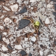 Misumenoides