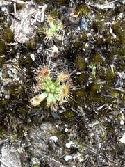 Drosera pulchella