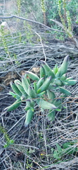 Cotyledon orbiculata orbiculata