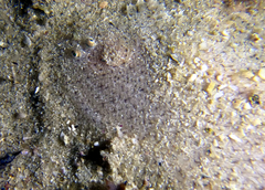 Aseraggodes haackeanus