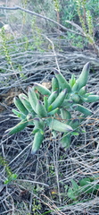 Cotyledon orbiculata orbiculata