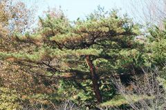 Pinus densiflora