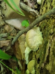 Tyromyces galactinus