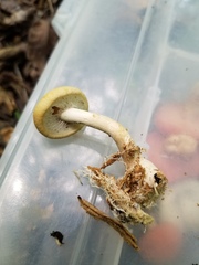 Agrocybe acericola