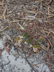 Stylidium spinulosum