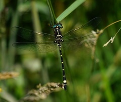 Eusynthemis brevistyla