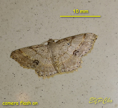 Calletaera subexpressa