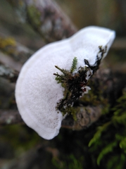 Spongipellis spumeus