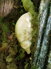 Tyromyces galactinus