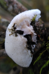 Spongipellis spumeus