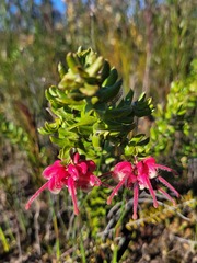 Grevillea baueri asperula