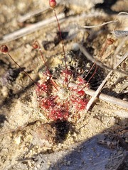 Drosera pygmaea