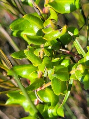 Grevillea baueri asperula
