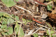 Sympetrum frequens