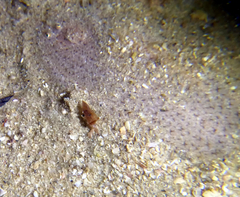 Aseraggodes haackeanus