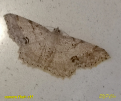 Calletaera subexpressa