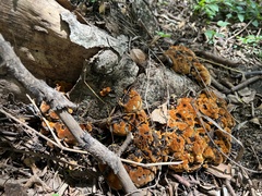 Inonotus