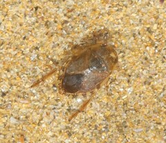 Naucoridae