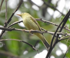 Phylloscopus nitidus