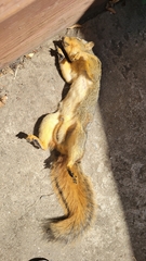 Sciurus niger