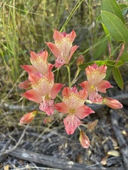 Alstroemeria hookeri