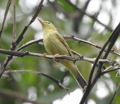 Phylloscopus nitidus