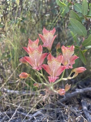 Alstroemeria hookeri