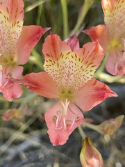 Alstroemeria hookeri