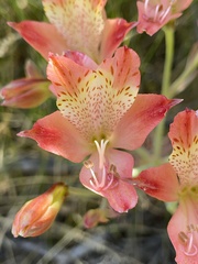 Alstroemeria hookeri