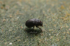 Choraginae