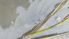 Limnogonus