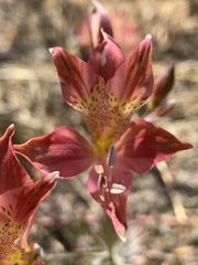 Alstroemeria hookeri