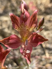 Alstroemeria hookeri