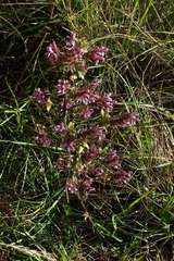 Odontites vulgaris