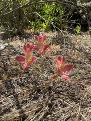 Alstroemeria hookeri