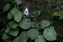 Metapetrocosmea peltata