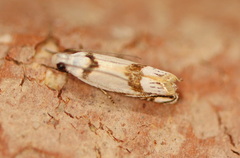 Iulactis insignis