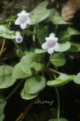 Metapetrocosmea peltata
