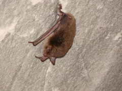 Myotis dasycneme