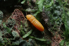 Margarodidae