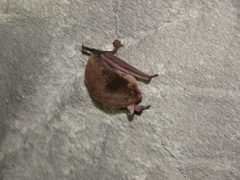 Myotis dasycneme