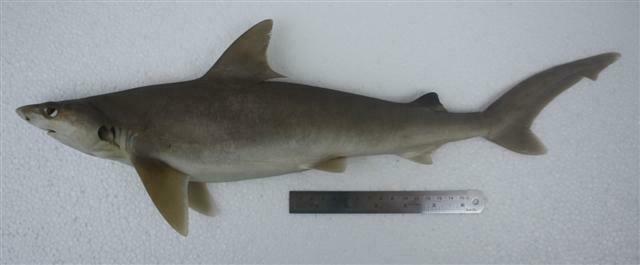 Indonesian Whaler