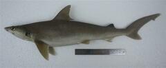 Indonesian Whaler Shark photo 2