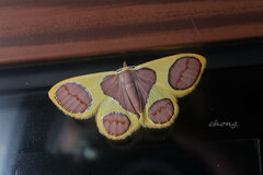 Plutodes cyclaria