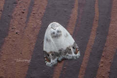 Neoduma kuangtungensis