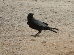 Corvus ruficollis