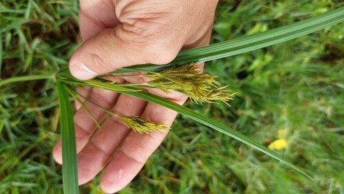 Cyperus nutans iNat (2)