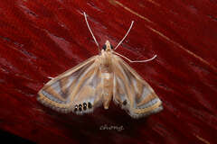 Eoophyla conjunctalis