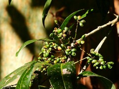 Guioa acutifolia