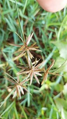 Cyperus flavidus